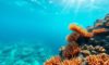 Snorkelling the Belize Barrier Reef: Top Spots and Marine Life