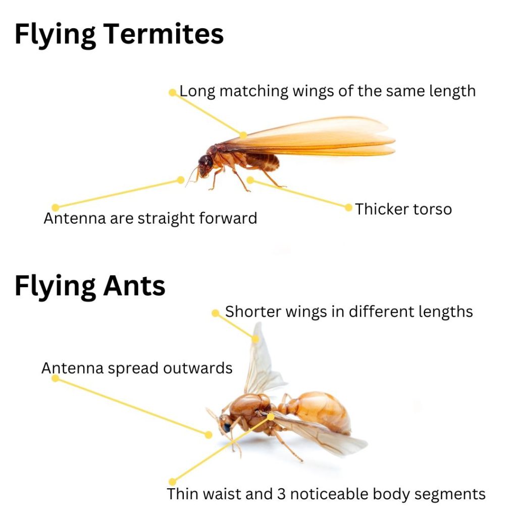 Flying Termites: The Importance of Their Presence and Management