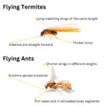 Flying Termites: The Importance of Their Presence and Management