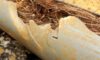 Pipe Relining Solutions for Tree Root Problems in Drains