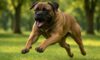 Bigger Dogs and Aggression: Unveiling the Truth