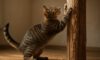 Effective Tips for Teaching Cats to Use Scratching Posts