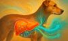 Liver Health: Essential Tips for Caring for Your Dog