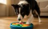 Mental Stimulation for Your Border Collie: Essential Tips