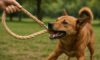 Hemp Leashes for Dogs: Durable and Strong Choices to Explore