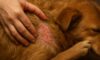 Flea Control for Pets: Autumn Prevention Tips