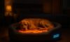 Temperature-Controlled Beds for Pets: Enhance Their Comfort